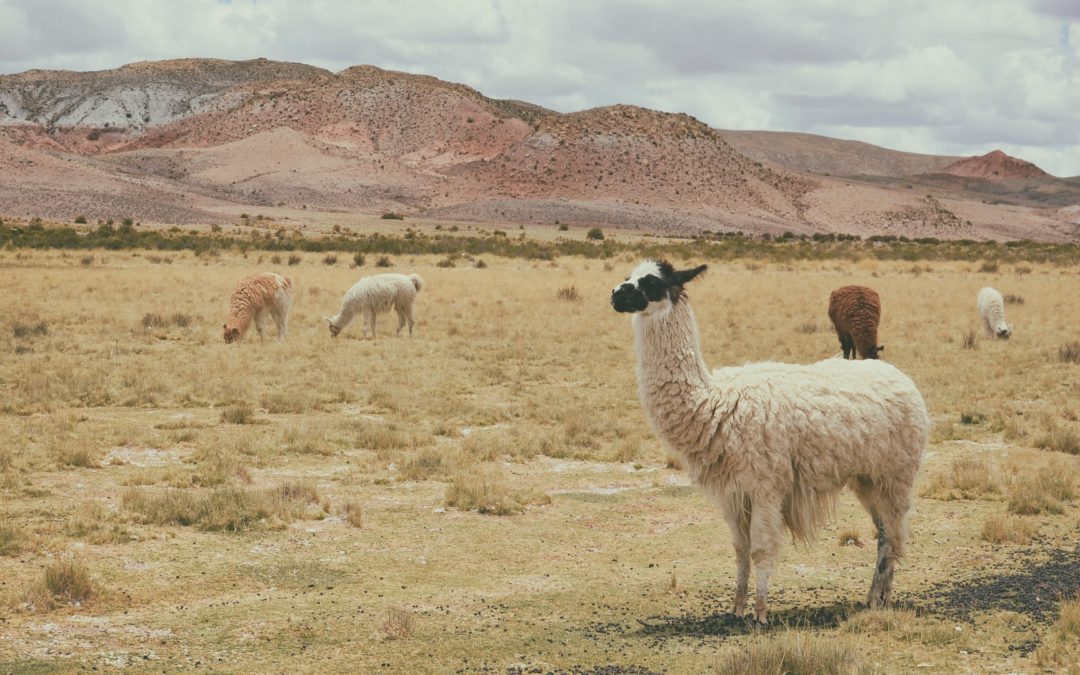 What Kind of Kuzco Are You?